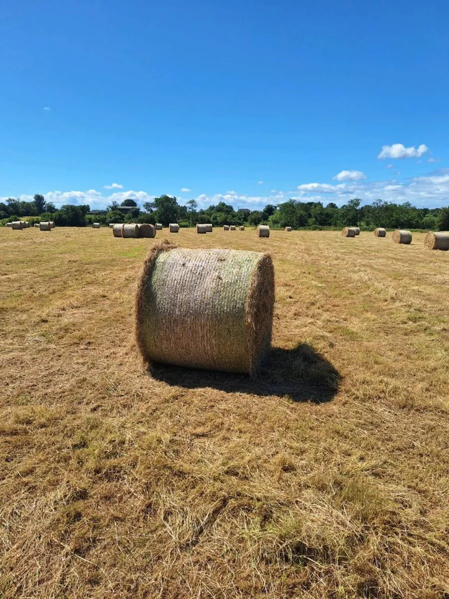 Hay - Image 3