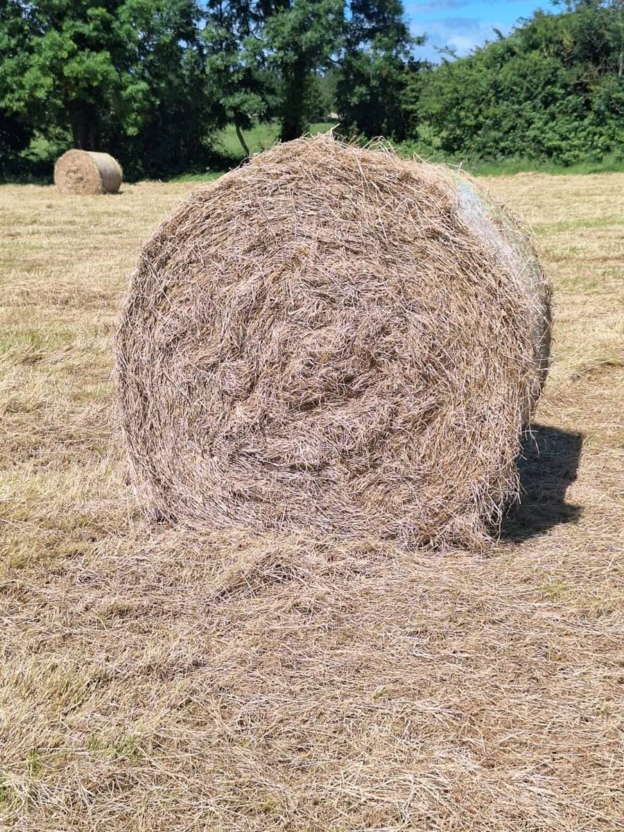 Hay - Image 2