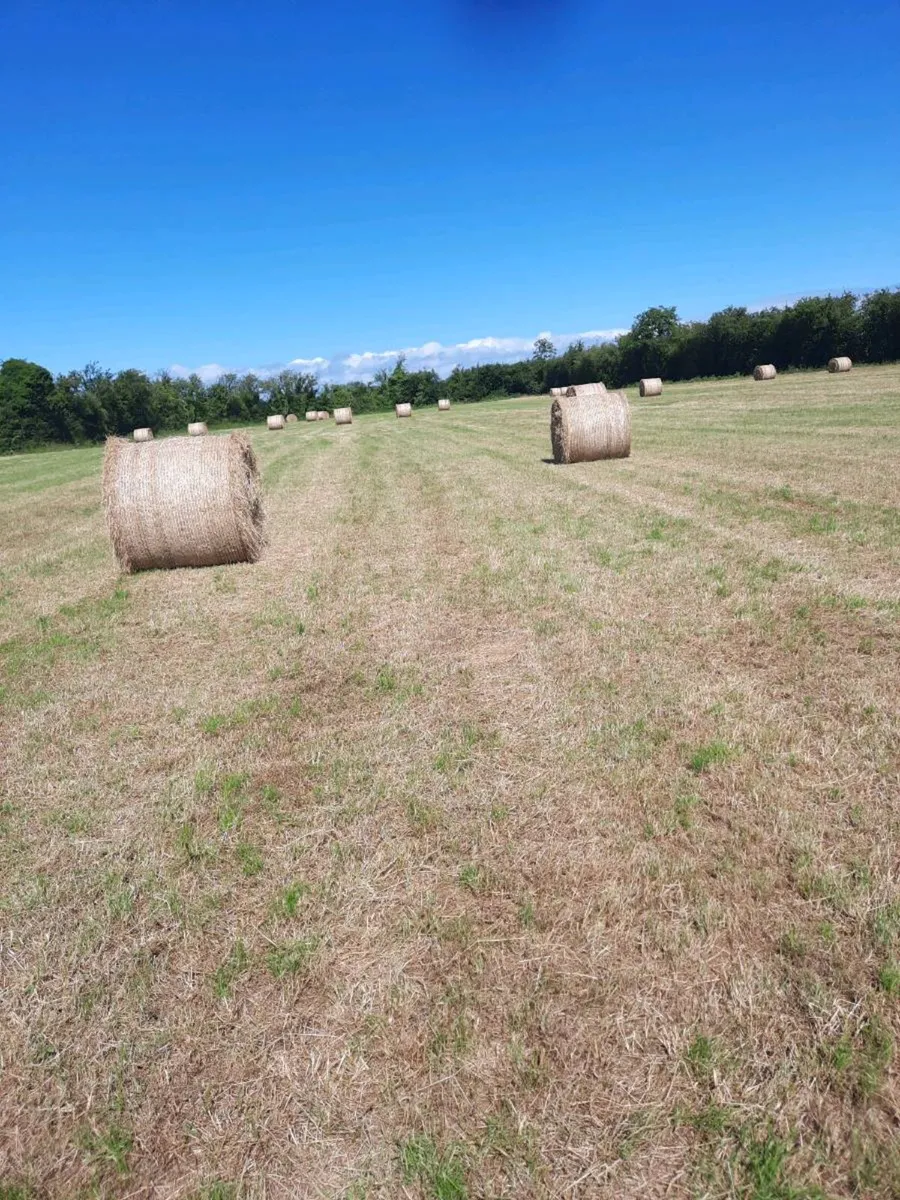 Bales of hay - Image 1