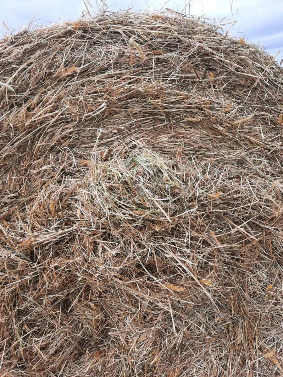 Bales of hay - Image 3