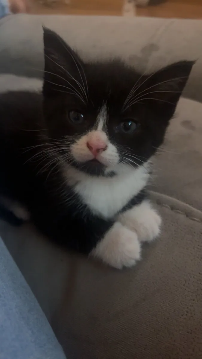 Kittens for sale - Image 2