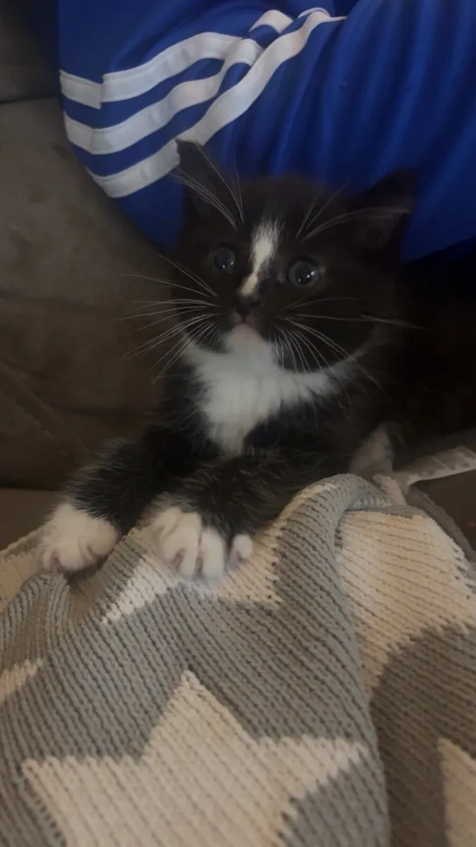 Kittens for sale - Image 3