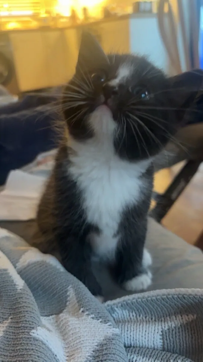 Kittens for sale - Image 4