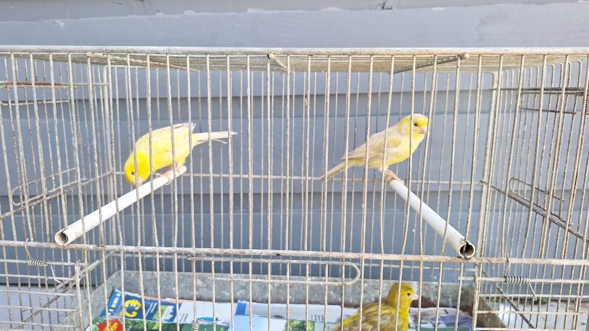 Red eye canary - Image 1