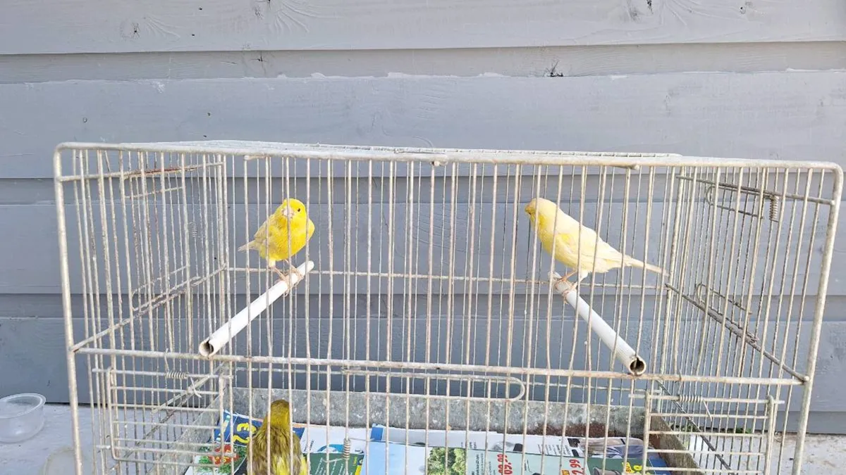 Red eye canary - Image 2