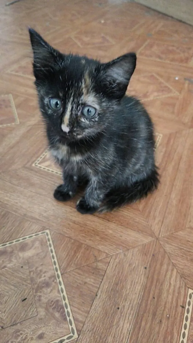 Kittens - Image 4
