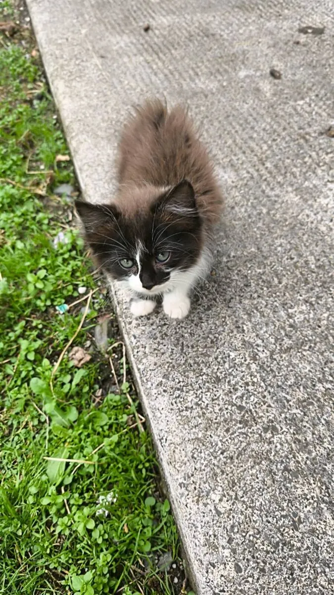 Kittens looking for a forever home - Image 4