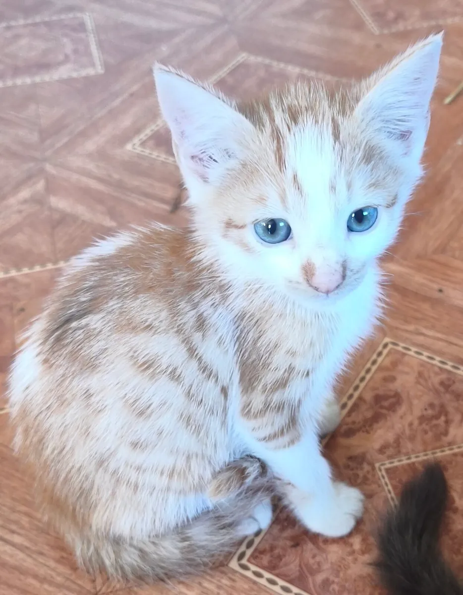 Kittens - Image 1
