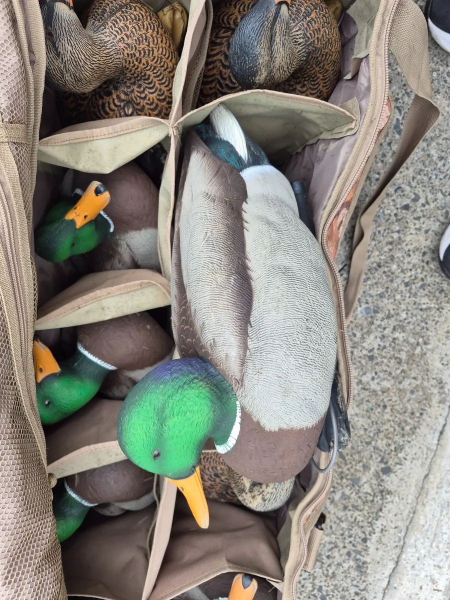Duck decoys - Image 4