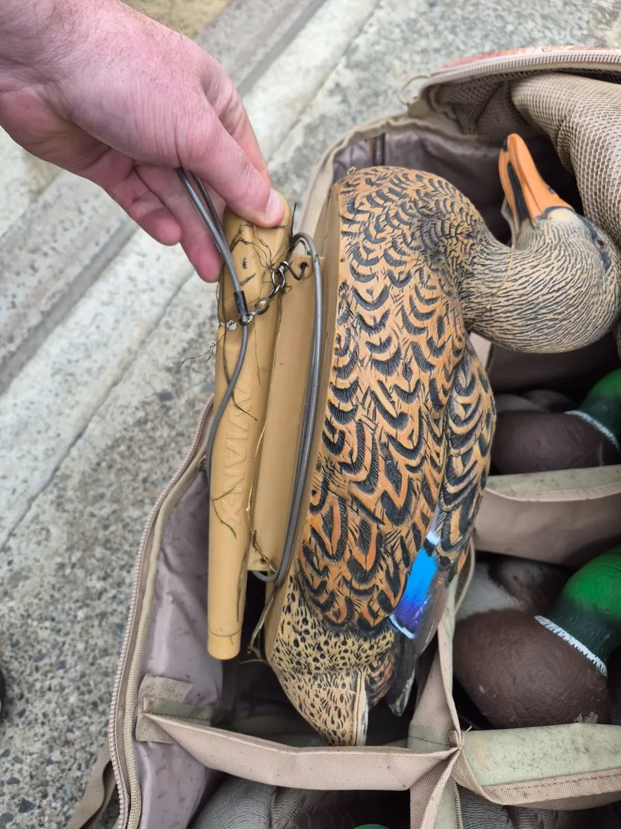 Duck decoys - Image 1