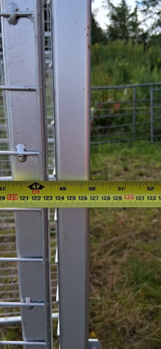 Dog Run - Image 4