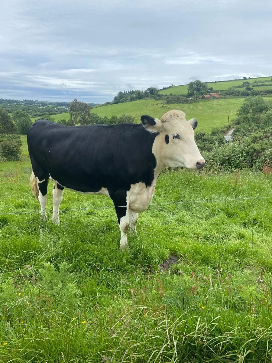 Heifers - Image 4