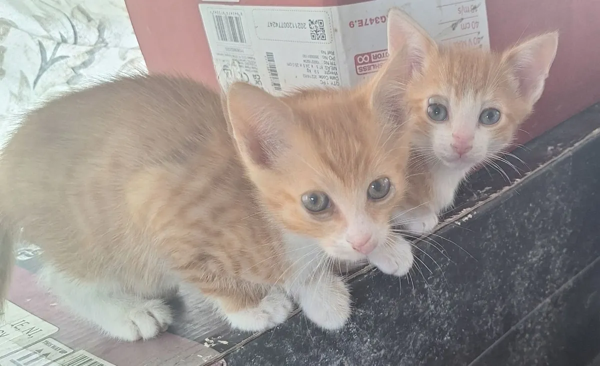Kittens - Image 1
