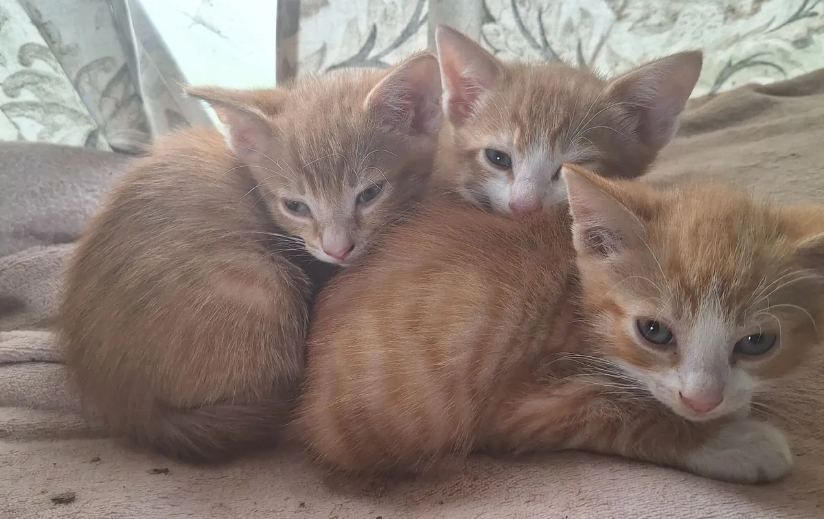 Kittens - Image 3