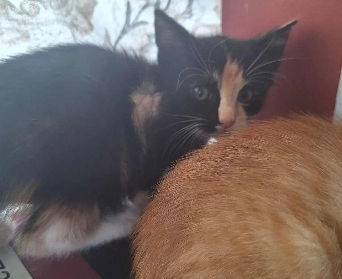 Kittens - Image 2