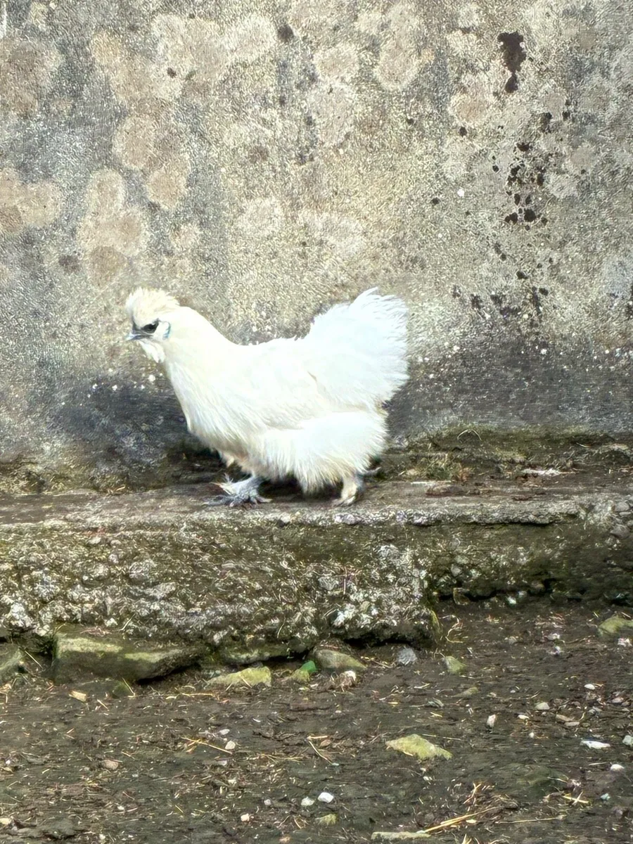 Silkies - Image 1