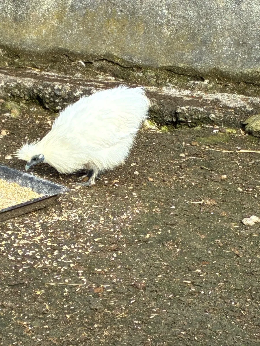 Silkies - Image 2