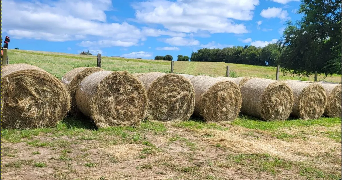 good hay for sale