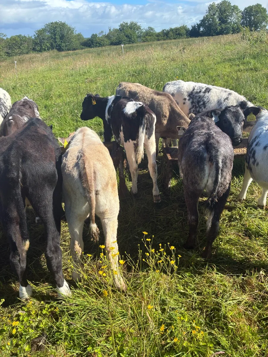 Weanlings - Image 1