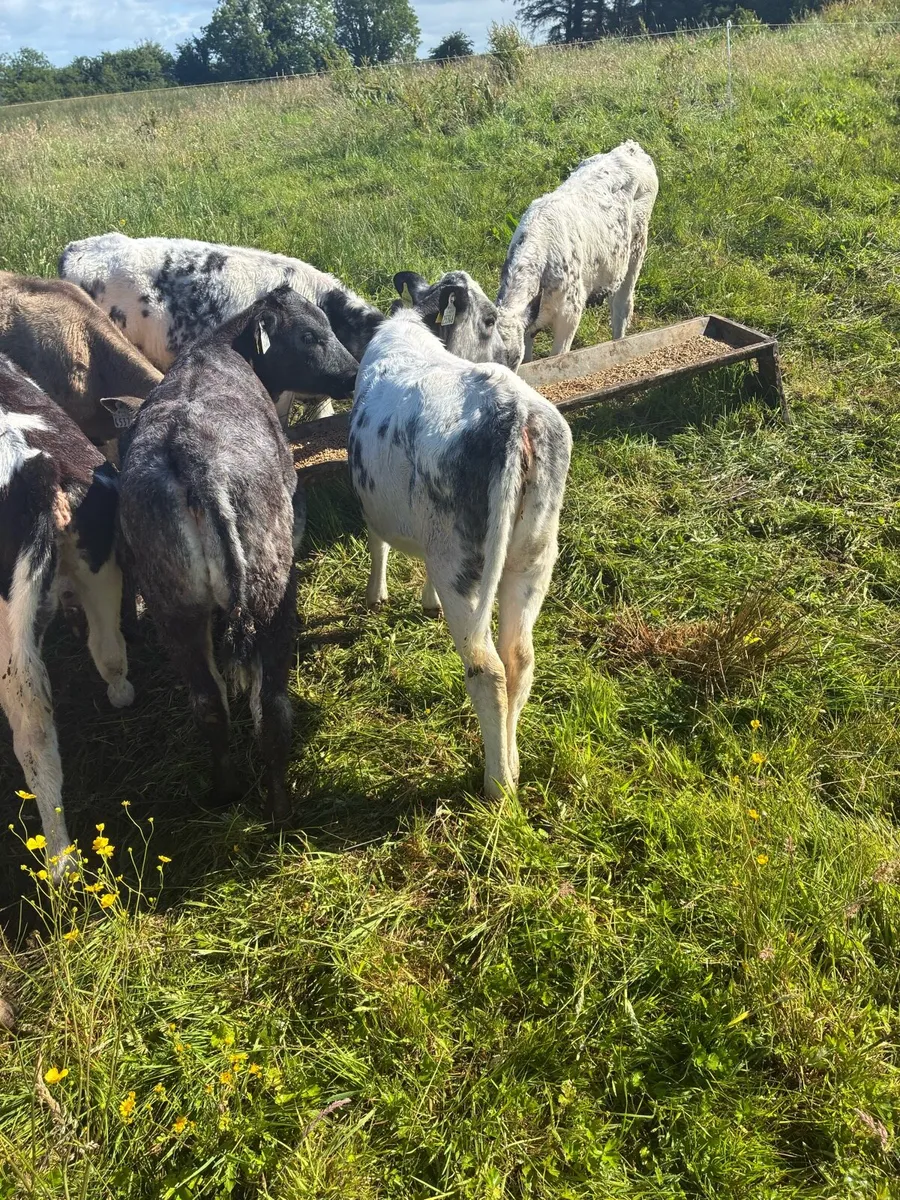 Weanlings - Image 2