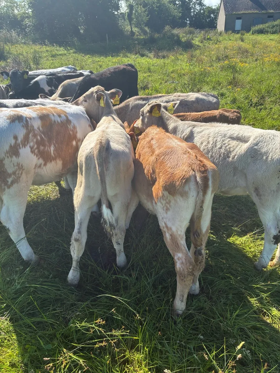 Weanlings - Image 3