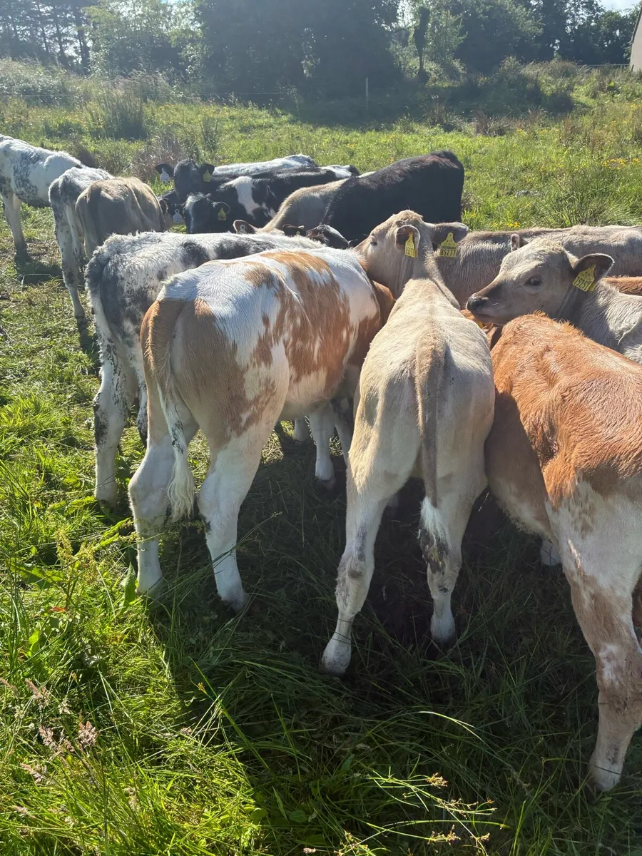 Weanlings - Image 4