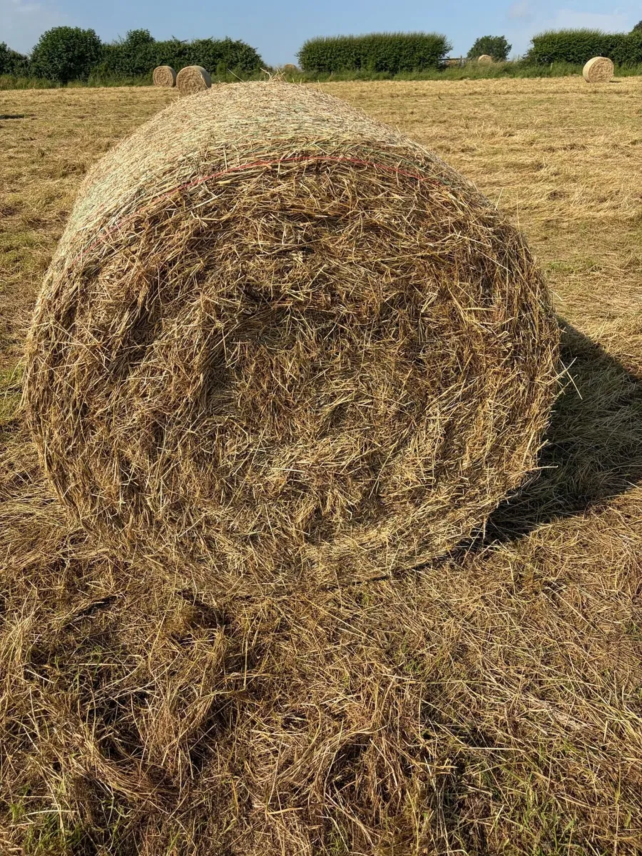 Hay for sale, Monasterevin area - Image 2