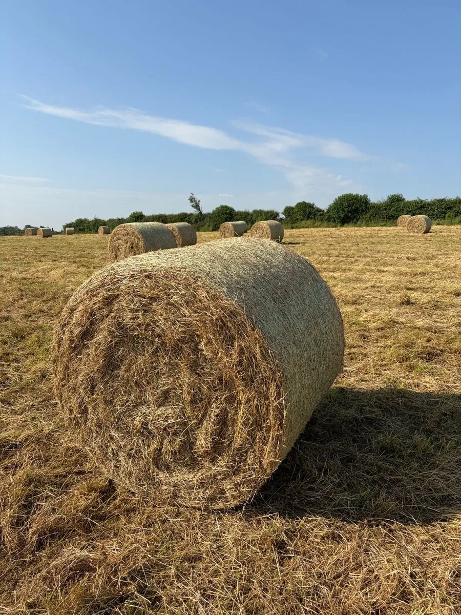 Hay for sale, Monasterevin area - Image 1