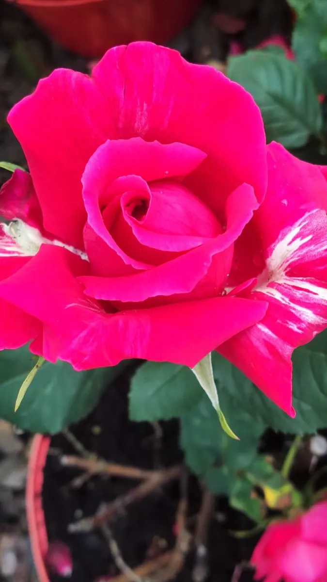 Quality Roses just 15 euro - Image 1