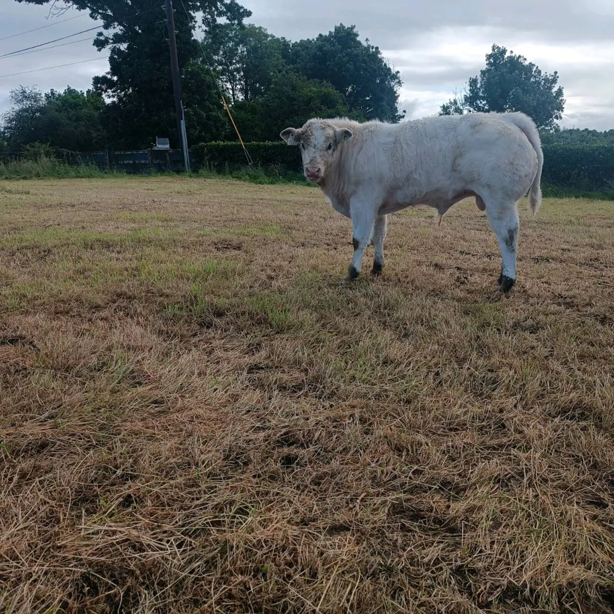EPI bull - Image 2
