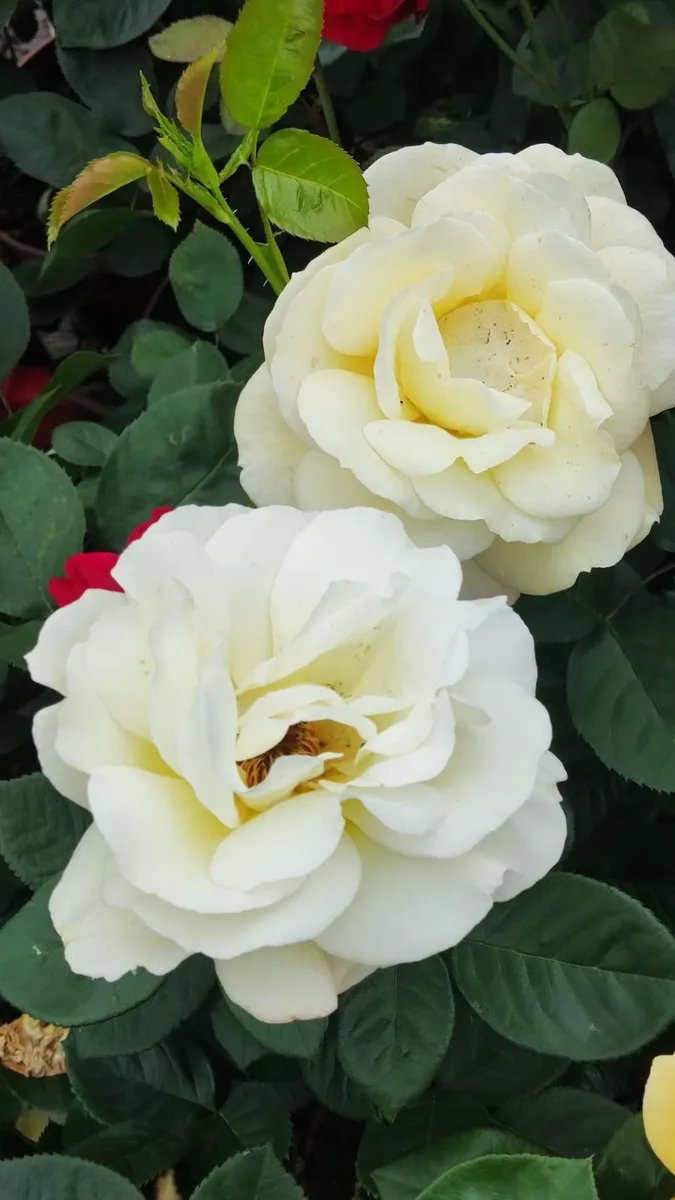 Quality Roses just 15 euro - Image 4