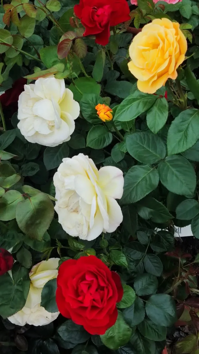 Quality Roses just 15 euro - Image 2