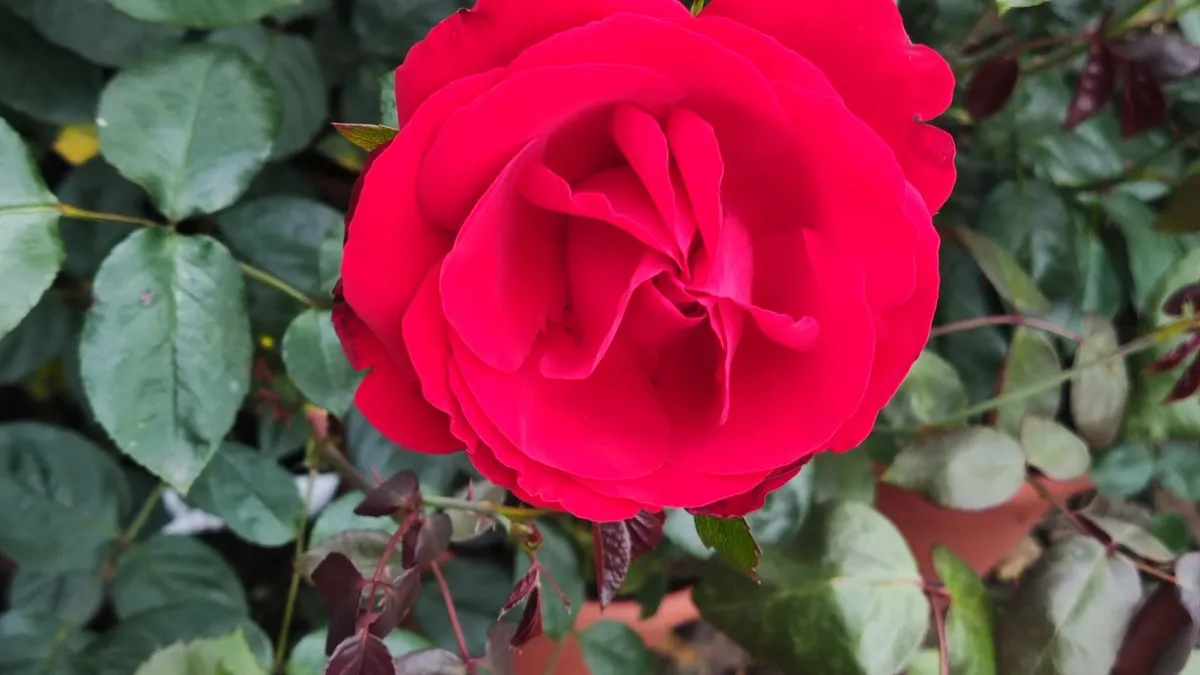 Quality Roses just 15 euro - Image 3