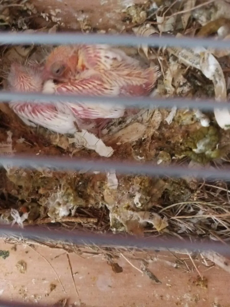Birds - Image 2