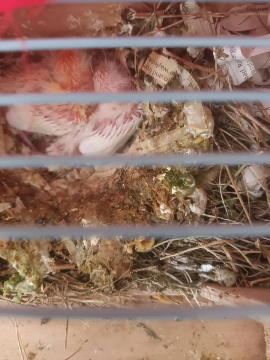 Birds - Image 3