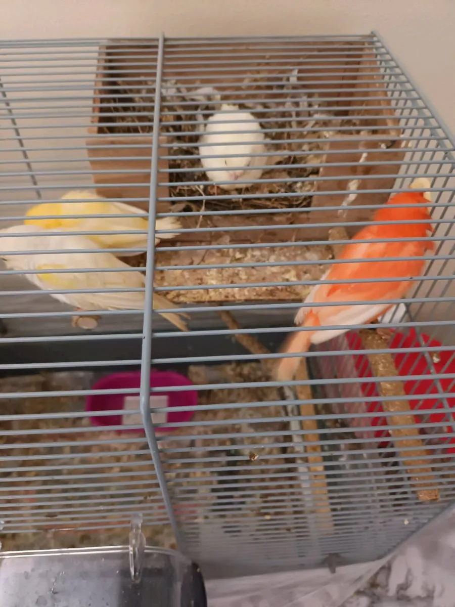 Birds - Image 4