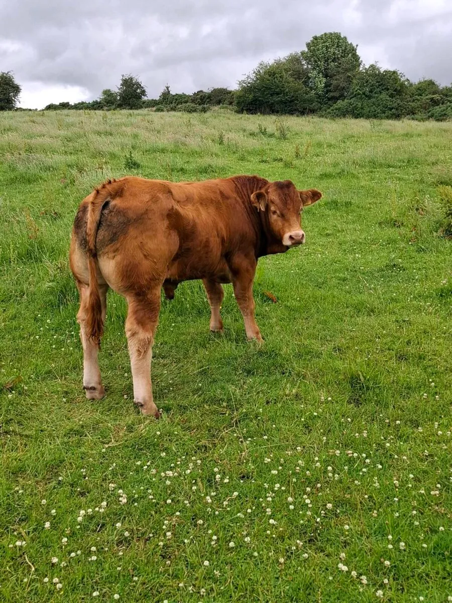 2 pb lim bulls - Image 1