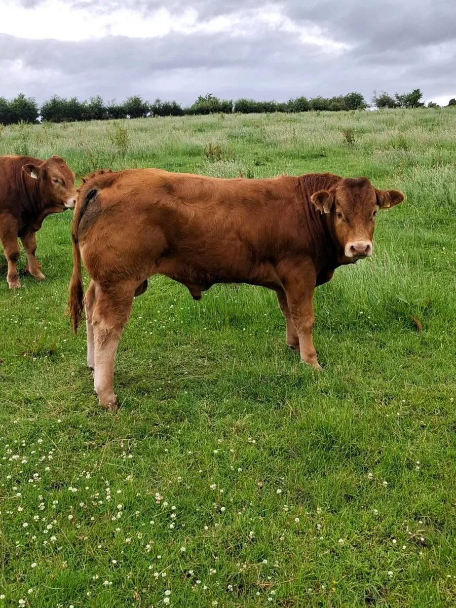 2 pb lim bulls - Image 2
