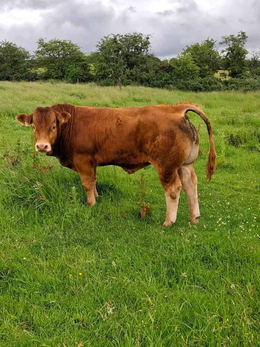 2 pb lim bulls - Image 3