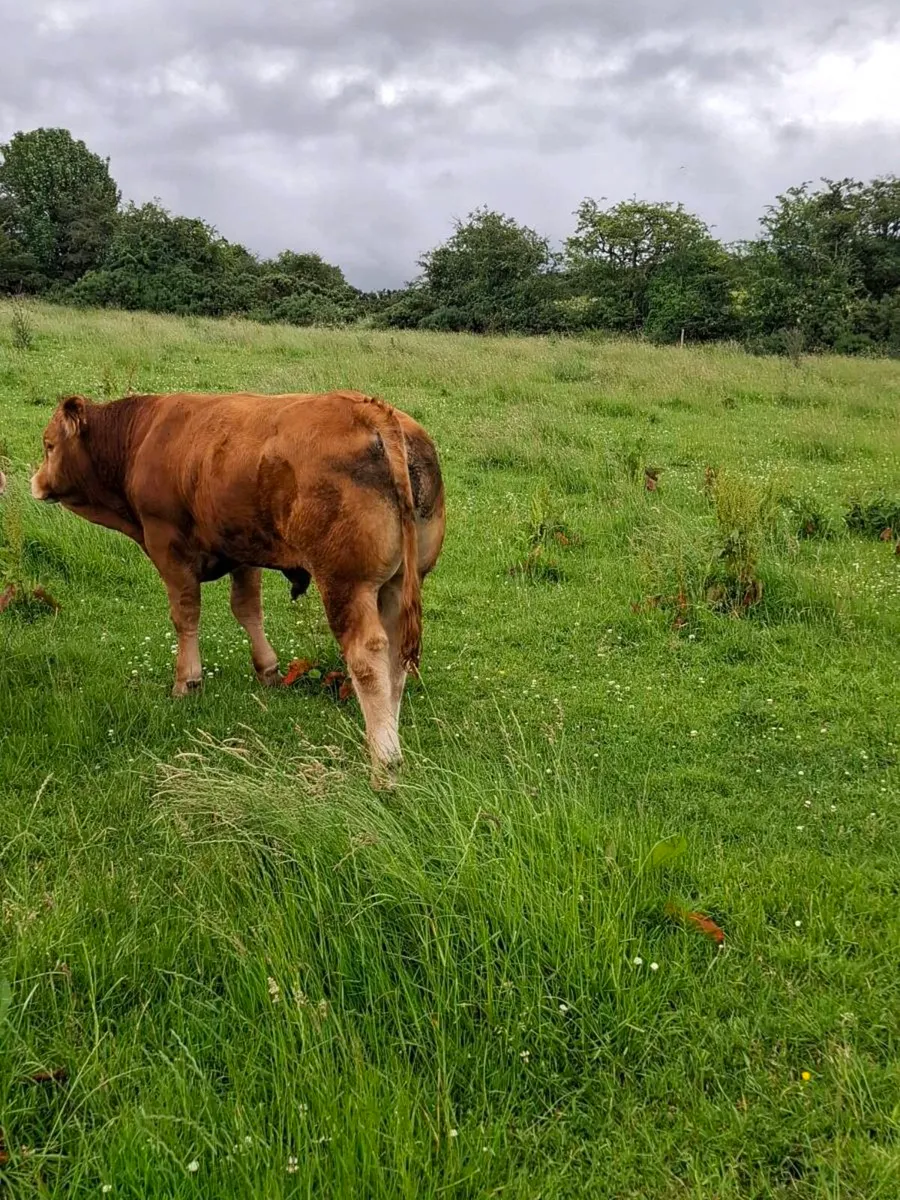 2 pb lim bulls - Image 4
