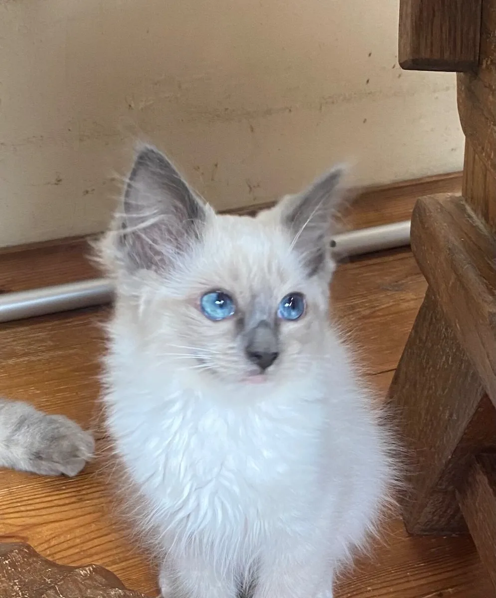 Ragdoll kittens GCCFI registered - Image 3