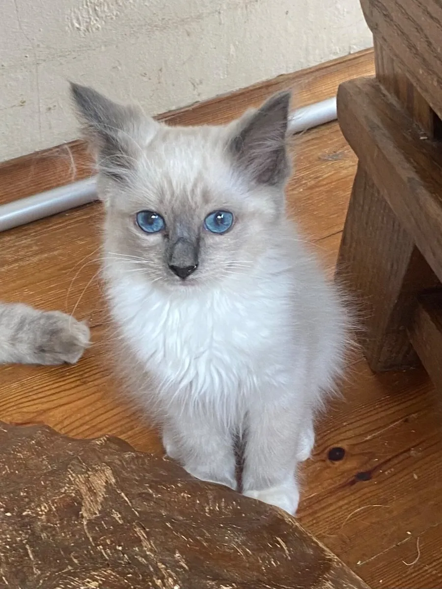 Ragdoll kittens GCCFI registered - Image 2