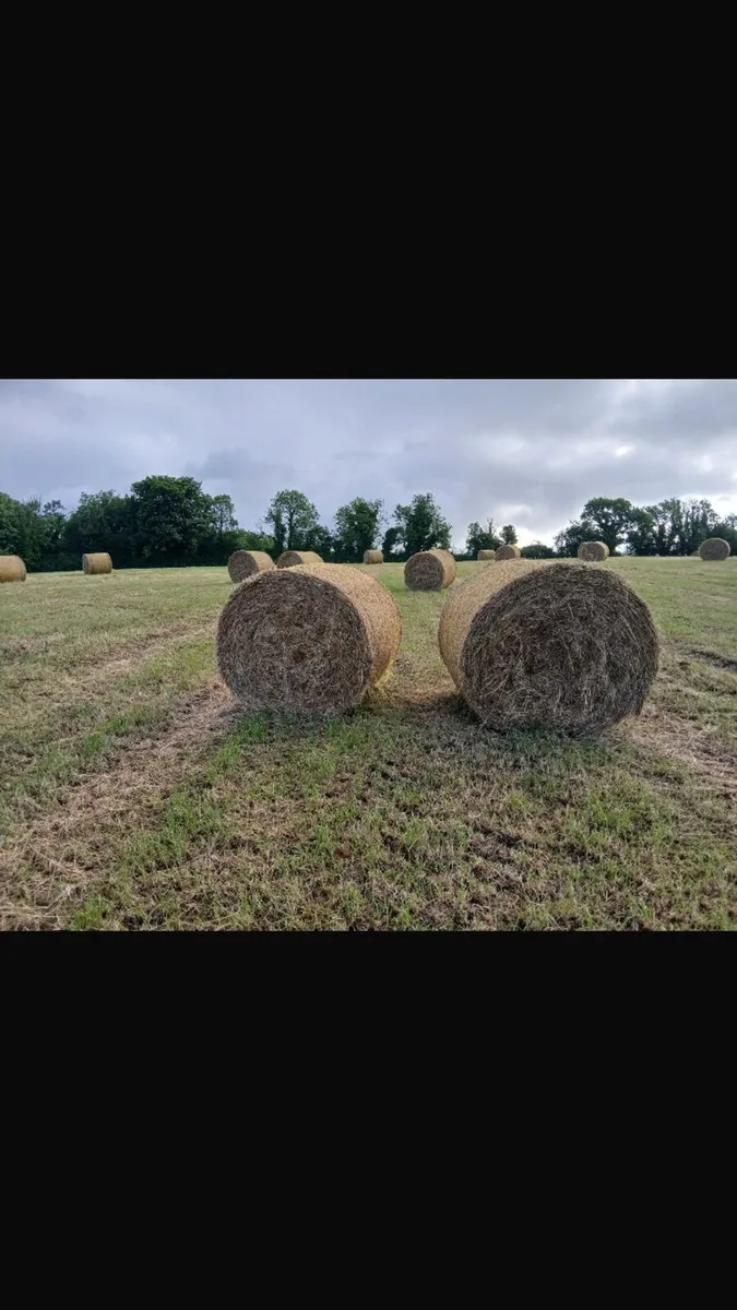 Round bales hay