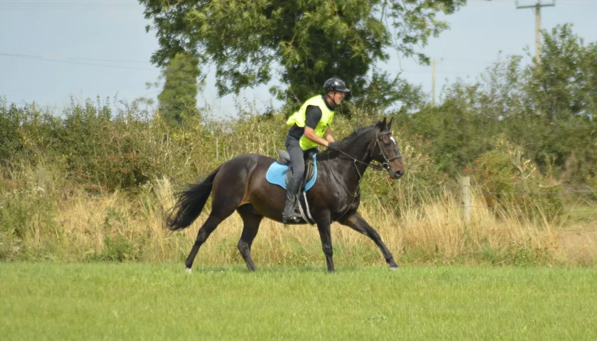 Horse Share - Image 2