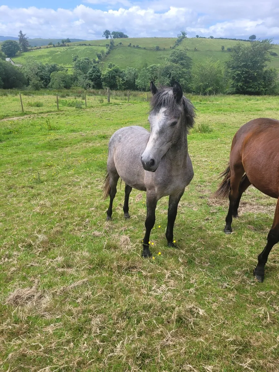 Connemara Pony's - Image 2
