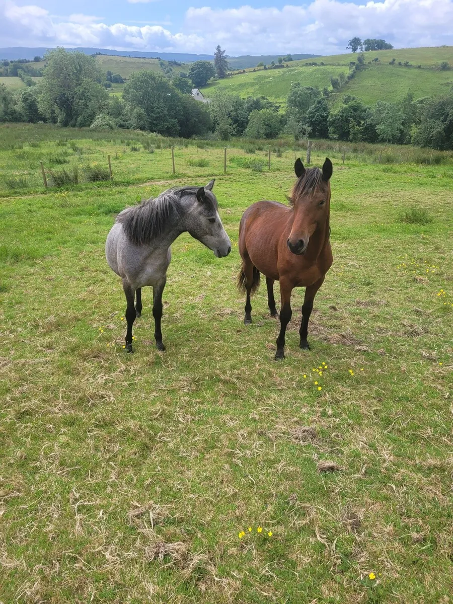 Connemara Pony's - Image 3