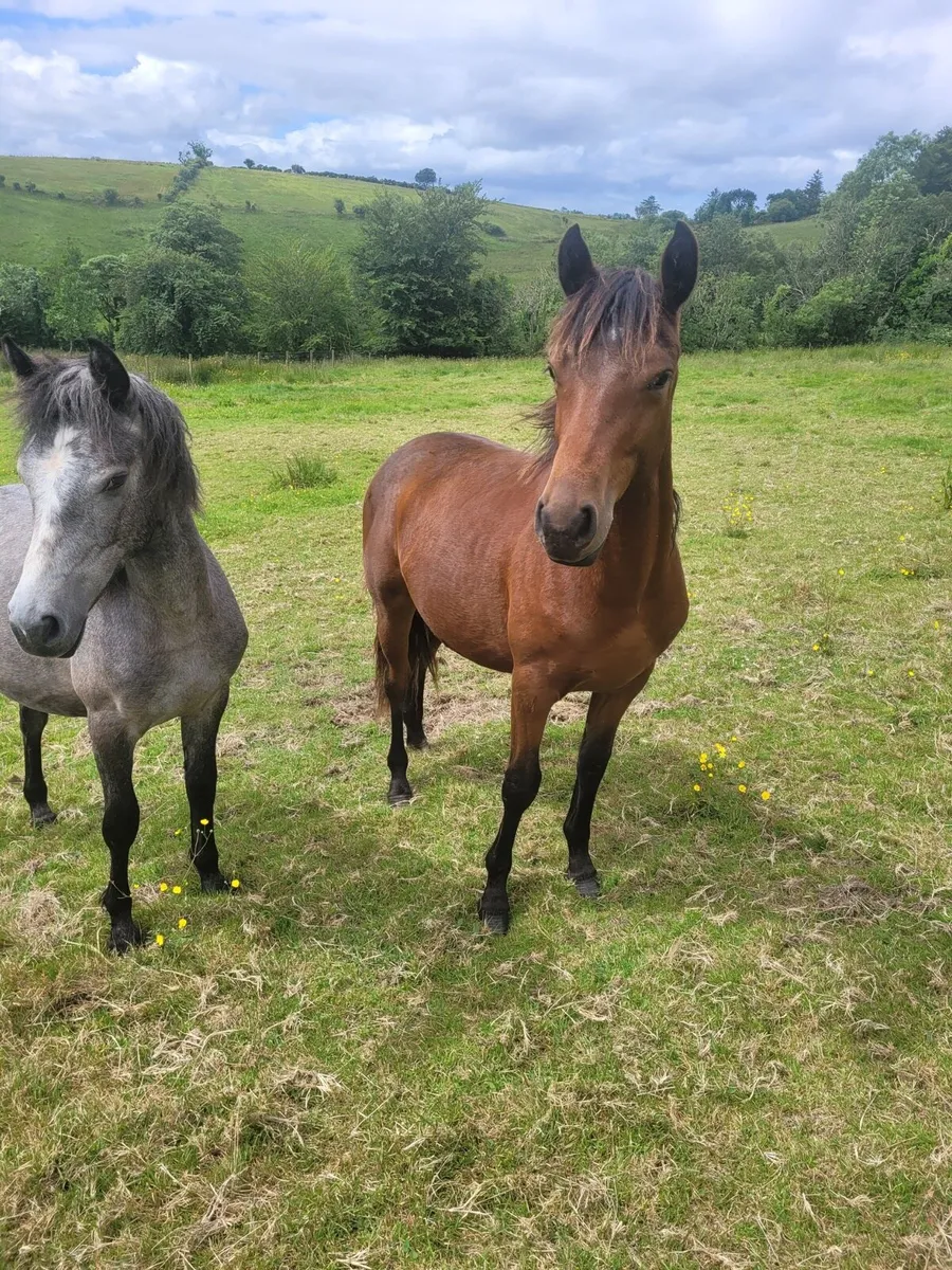 Connemara Pony's - Image 1