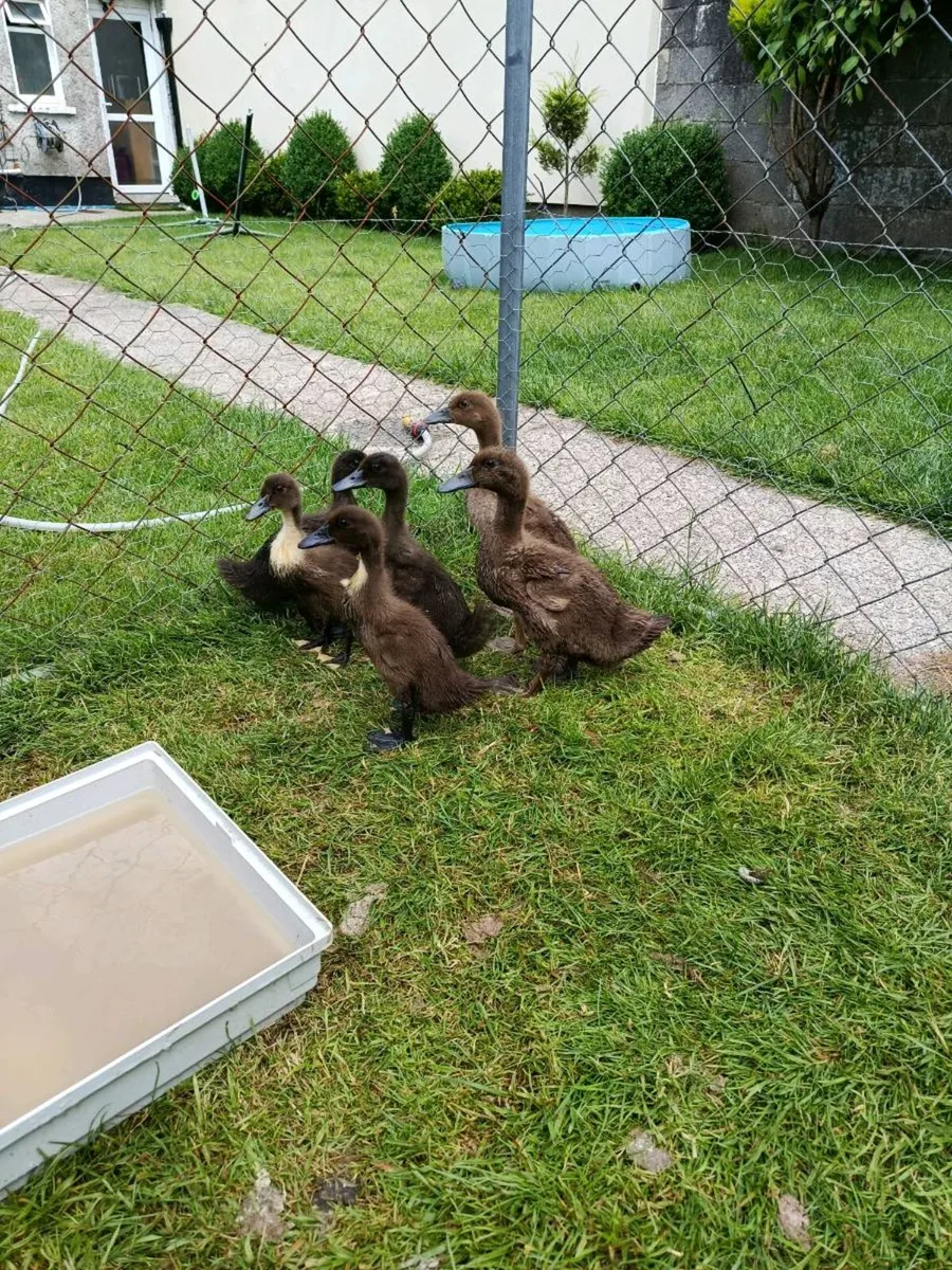Ducks - Image 1