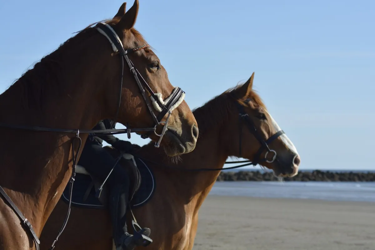 Horse Share - Image 3