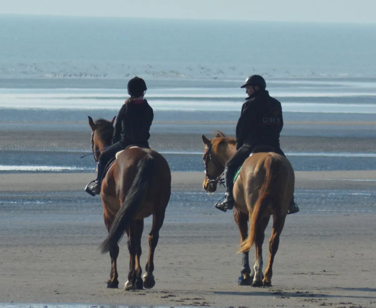 Horse Share - Image 4